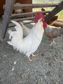 Gallo livornese riproduttore