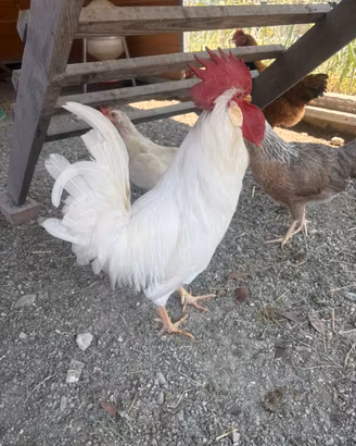 Gallo livornese riproduttore