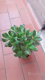 Pianta Crassula Ovata (Albero di Giada)
