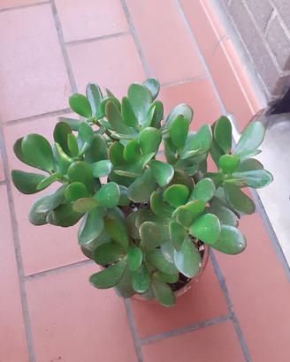 Pianta Crassula Ovata (Albero di Giada)