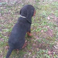 Cuccioli segugio, sverminati e vaccinati