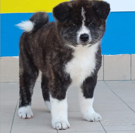 Akita inu