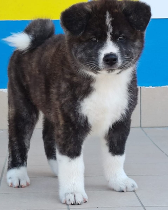 Akita inu