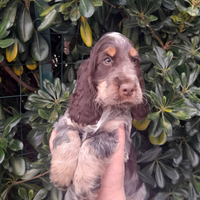 Cucciolo cocker spaniel inglese
