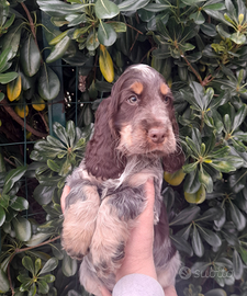 Cucciolo cocker spaniel inglese