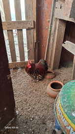 Maschi di cocincina millefiori