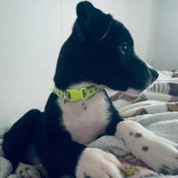 Cucciolo dolcissimo e molto vivace