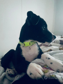 Cucciolo dolcissimo e molto vivace