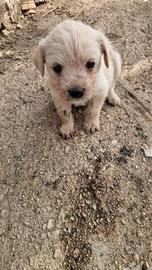 Spinger lagotto