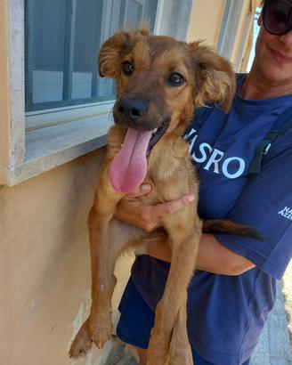 Loki cucciolo simil retriever