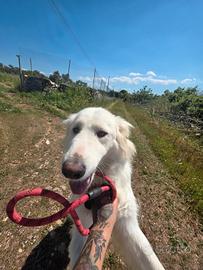 Ciccio