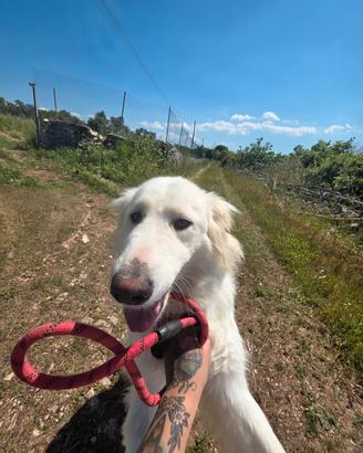 Ciccio