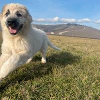 Cucciolo maremmano/caucaso