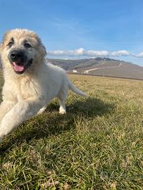 Cucciolo maremmano/caucaso