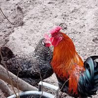 Coppia di galline e gallo americanine