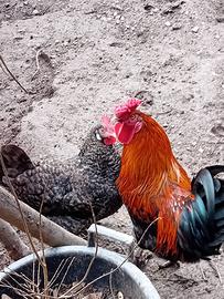 Coppia di galline e gallo americanine