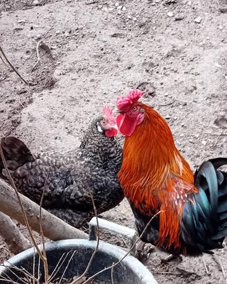 Coppia di galline e gallo americanine