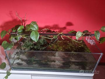 Acquario shallow completo 80cm x 39cm x 25cm
