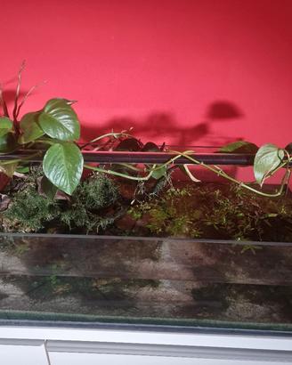 Acquario shallow completo 80cm x 39cm x 25cm