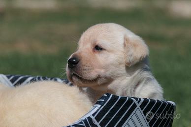Cuccioli di labrador miele con pedigree