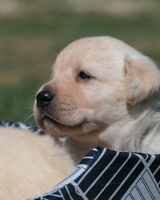 Cuccioli di labrador miele con pedigree