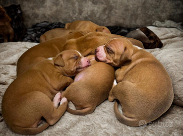 Cuccioli american Pitbull terrier