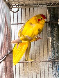 kakarika 
