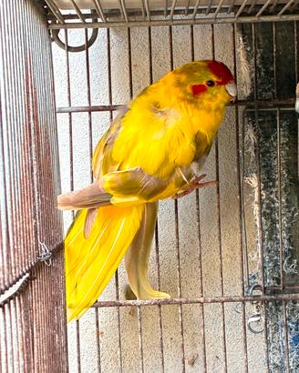 kakarika 