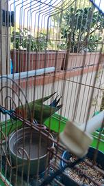 Inseparabile