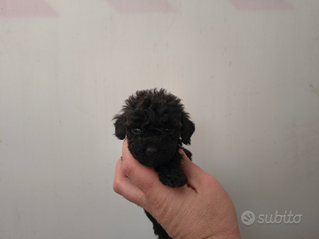 Barboncino toy nero 2 maschi anche a rate