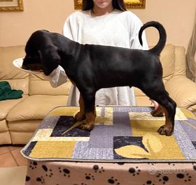 Cucciolo Dobermann