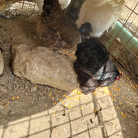 Galline ornamentali germani anatre mute ovaiole