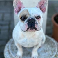 Disponibile per monta bulldog francese