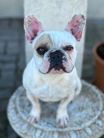 Disponibile per monta bulldog francese
