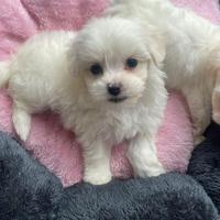 Cuccioli di maltese