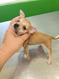 Chihuahua da Allevamento CUCCIOLISOLE