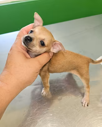 Chihuahua da Allevamento CUCCIOLISOLE