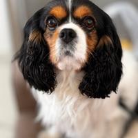 Monta cavalier king