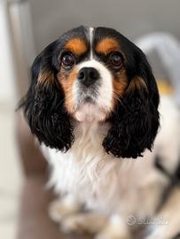 Monta cavalier king