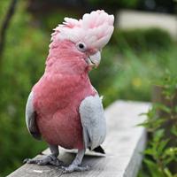 Pullo di Cacatua Rosa - Roseicapilla - ExpoGroup
