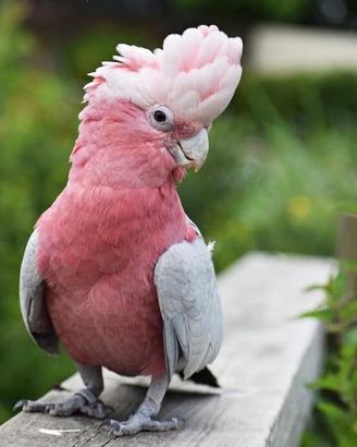Pullo di Cacatua Rosa - Roseicapilla - ExpoGroup