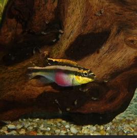 Pelvicachromis pulcher pesci