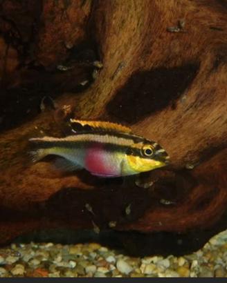 Pelvicachromis pulcher pesci