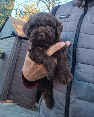 Lagotto Romagnolo cuccioli