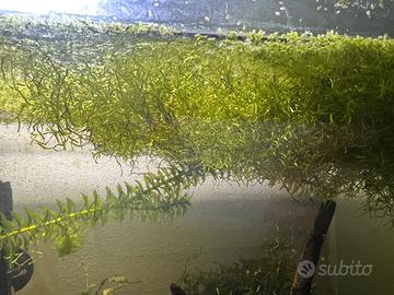 Riccia fluitans