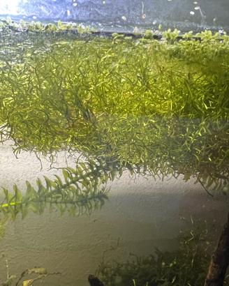 Riccia fluitans