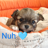 Maschietto chihuahua