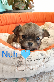 Maschietto chihuahua