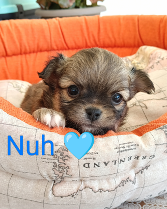 Maschietto chihuahua