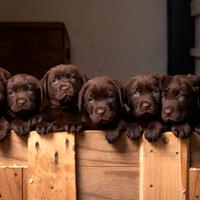 Cuccioli di labrador cioccolato